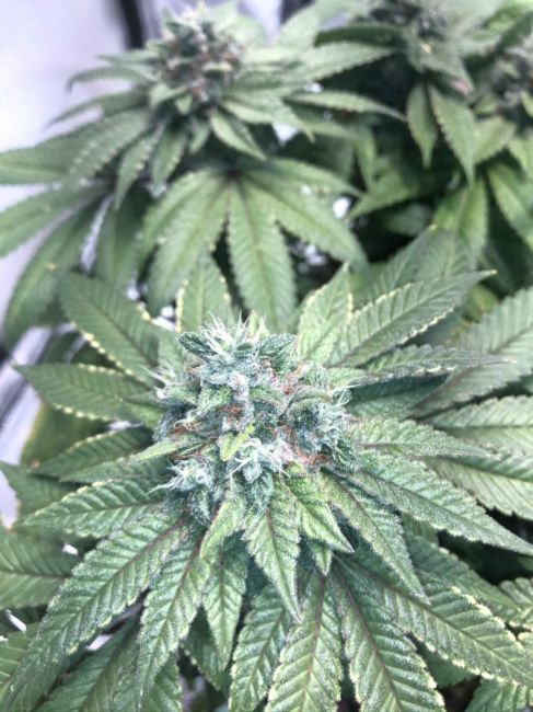 Heavenly Hashplant Regular Seeds
