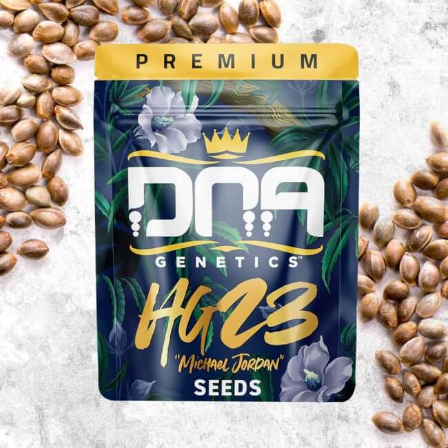 HG aka Michael Jordan Regular Seeds