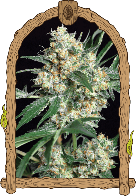Honey Mints Feminised Seeds
