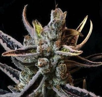 Lavender Jack Regular Seeds