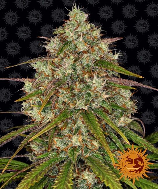 Liberty Haze Feminised Seeds