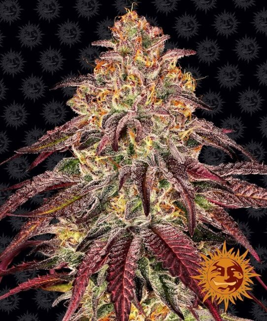 Mimosa x Orange Punch Auto Feminised Seeds