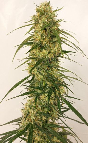 Panama A Haze Feminised Seeds