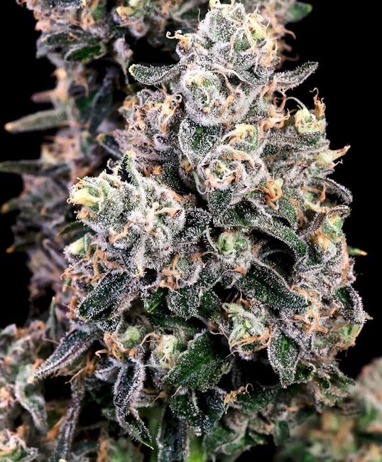 Peanut Butter Bomb FAST Feminised Seeds
