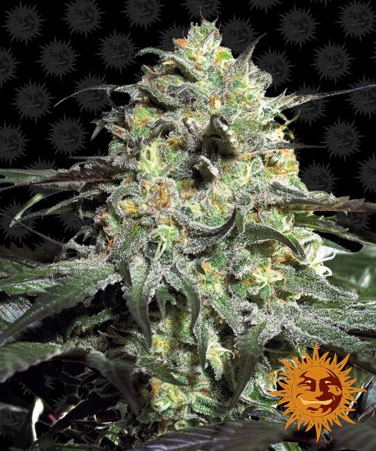 Peyote Cookies Feminised Seeds