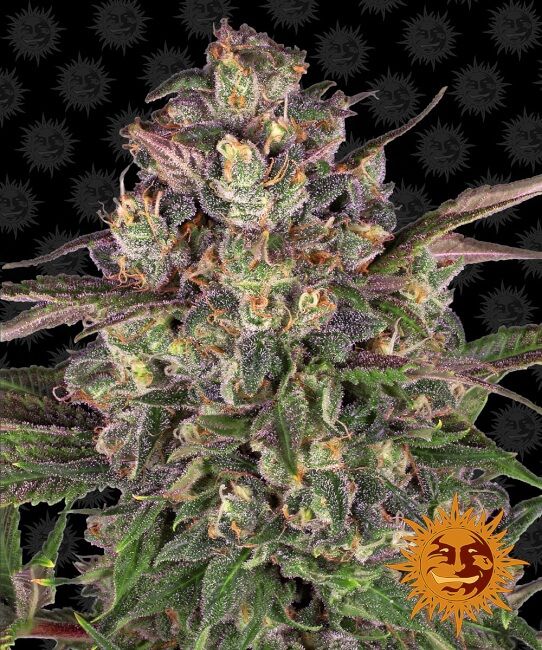 Peyote Critical Feminised Seeds