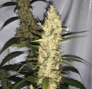 Pinball Wizard Regular Seeds