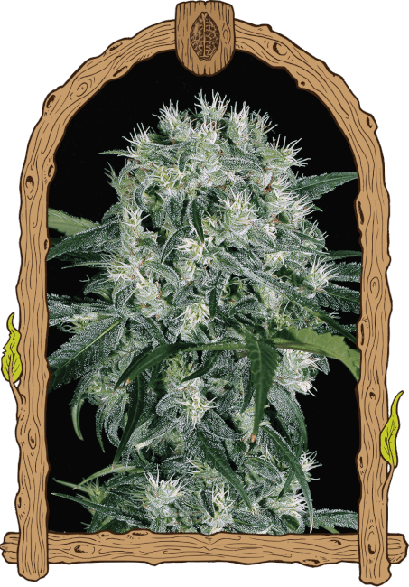 Pink Hokkaido Feminised Seeds