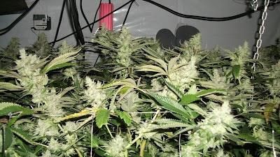 BC Rockstar Regular Seeds