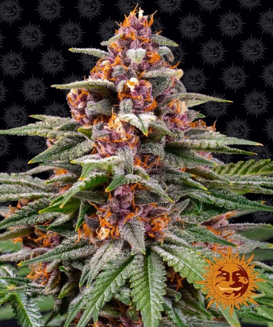 Runtz Auto Feminised Seeds