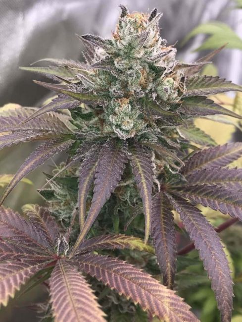 Sakura Regular Seeds