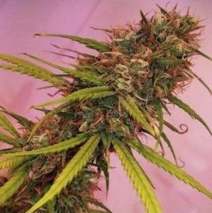Soar Regular Seeds