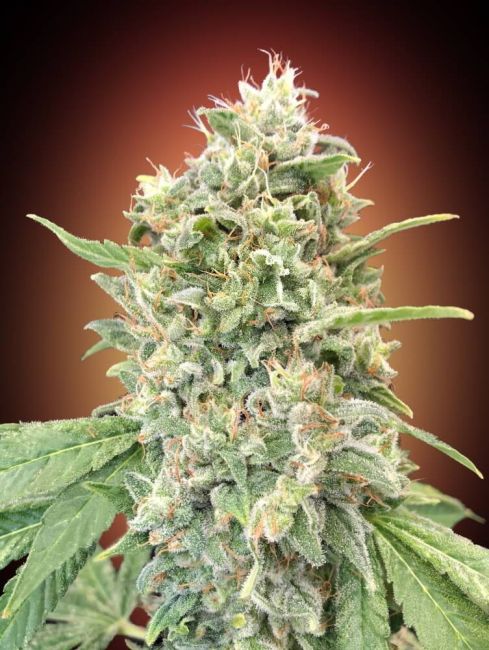 Strawberry Banana Feminised Seeds