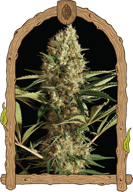 Strawberry Cube Auto Feminised Seeds