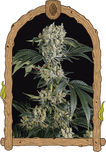 Sugar Larry Feminised Seeds