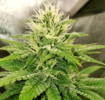 Sundance Regular Seeds