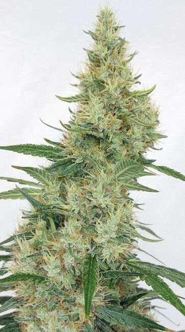 Super Panama Haze Feminised Seeds