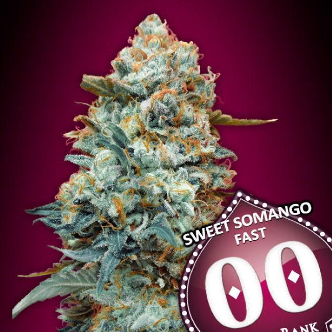 Sweet Somango FAST Feminised Seeds