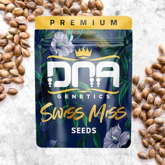 Swiss Miss Regular Seeds