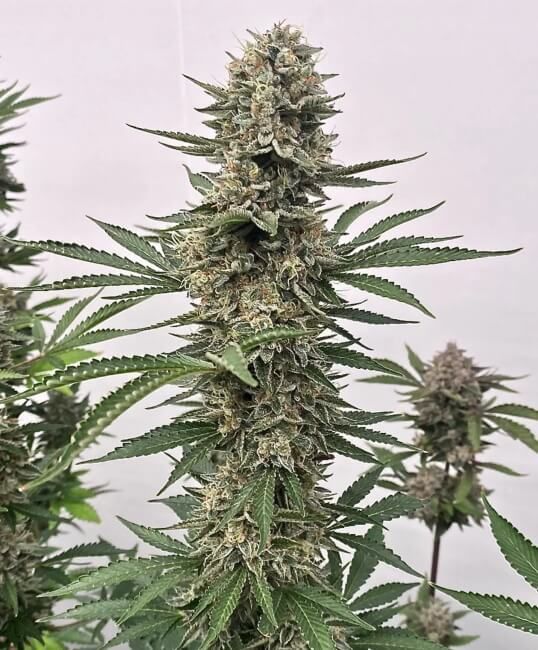 Tahoe Cookies Auto Feminised Seeds