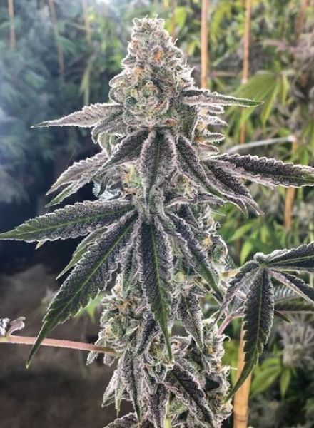 The Breath Regular Seeds