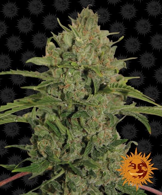 Triple Cheese Feminised Seeds