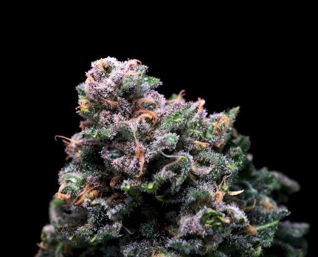 Tropical Cooler Feminised Seeds
