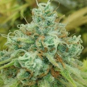 Uplift Regular Seeds