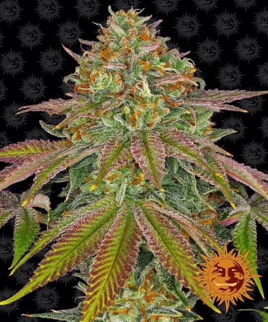 Wedding Cake Feminised Seeds