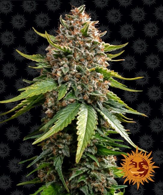 White Widow XXL Auto Feminised Seeds