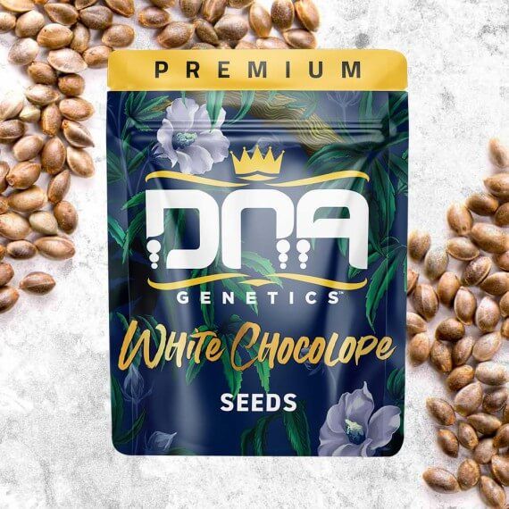 White Chocolope Feminised Seeds