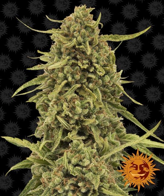 Widow Remedy Regular Seeds