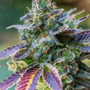 Wookie Orgasm Regular Seeds