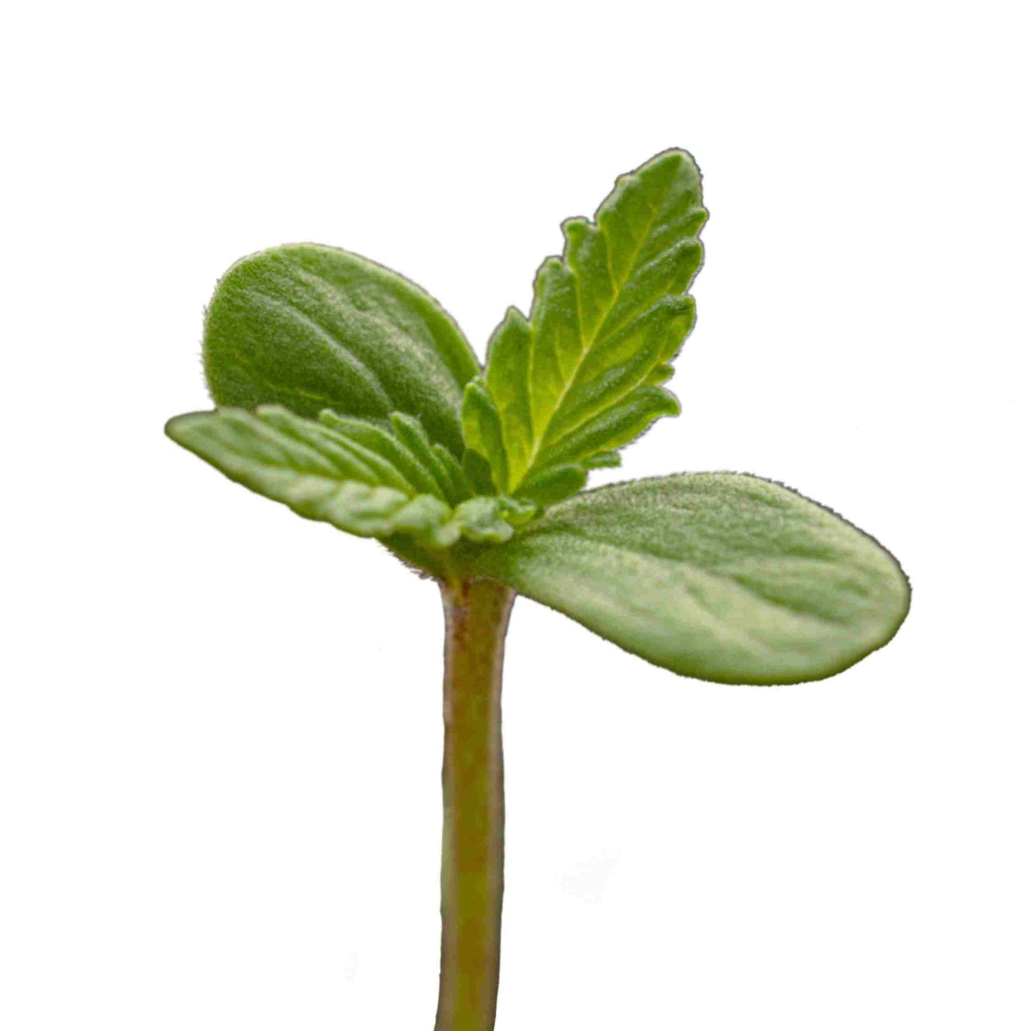 Cannabis Seedlings