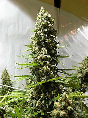 White Russian Regular Seeds - 11