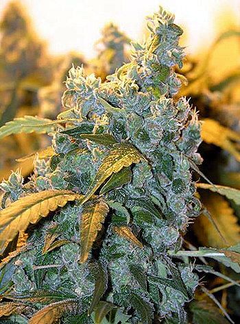 Chronic Feminised Seeds