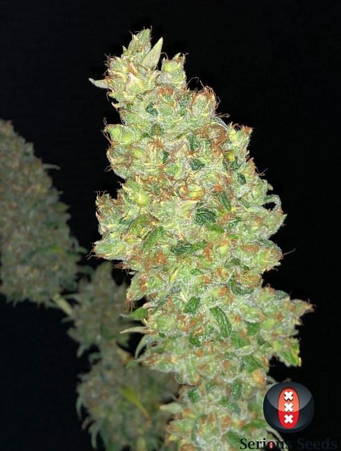 Strawberry Akeil Feminised Seeds