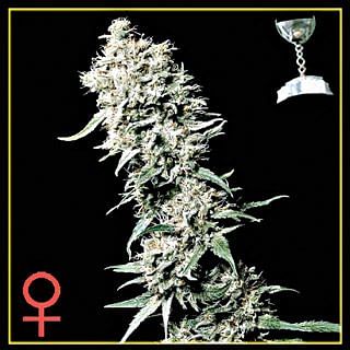 White Rhino Feminised Seeds