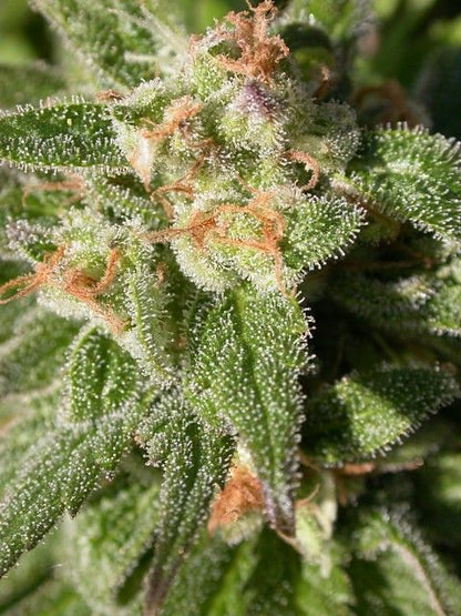 Warlock CBD Feminised Seeds