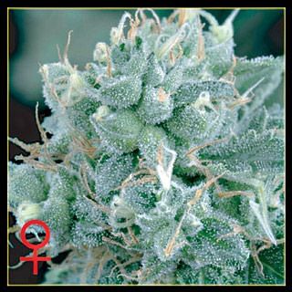 Feminisierte Samen von Arjan's Strawberry Haze 