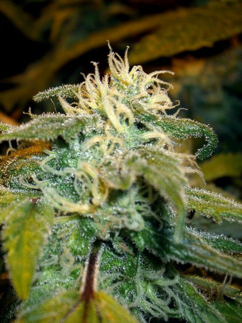Jamaican OG Feminised Seeds