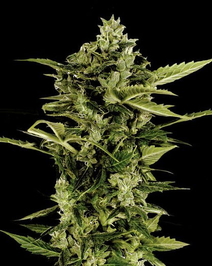 Auto-Bomb Feminised Seeds