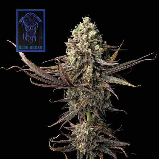 Feminisierte Blue Dream-Samen