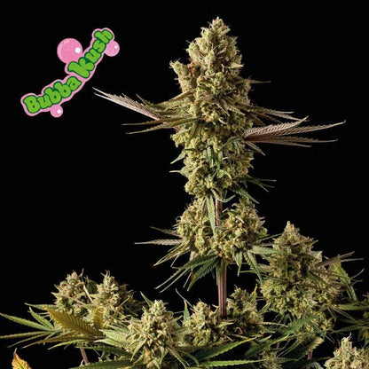 Feminisierte Bubba Kush-Samen