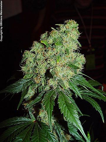 Bubble Gum Regular Seeds - 11