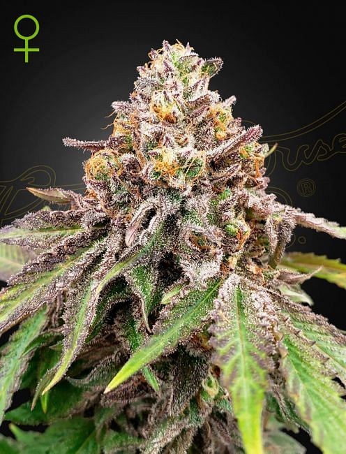 Blue Haze X Gelato 41 Auto Feminised Seeds