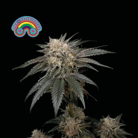 Peyote Zkittlez Feminised Seeds