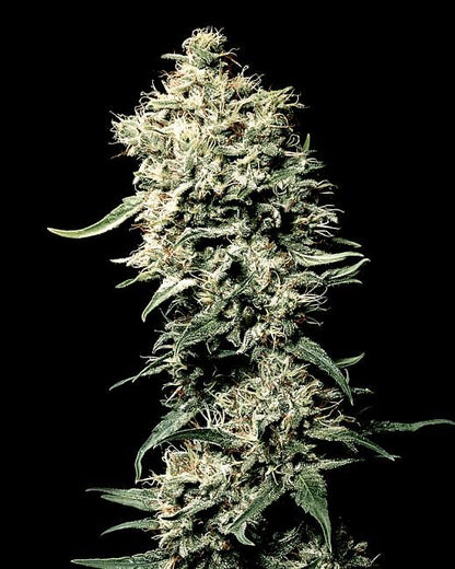 White Rhino Feminised Seeds