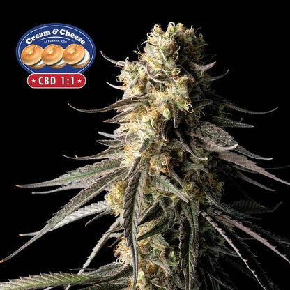 Cream & Cheese CBD 1:1 Feminised Seeds