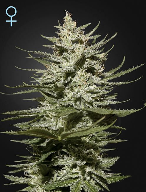 The Church CBD Feminised Seeds